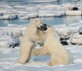 /album/fotky-medvedov/a260px-polar-bears-play-fight-jpg1/