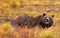 /album/fotky-medvedov/a800px-grizzly-denali-crop-jpg/